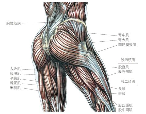 臀部|人體解剖學/臀部